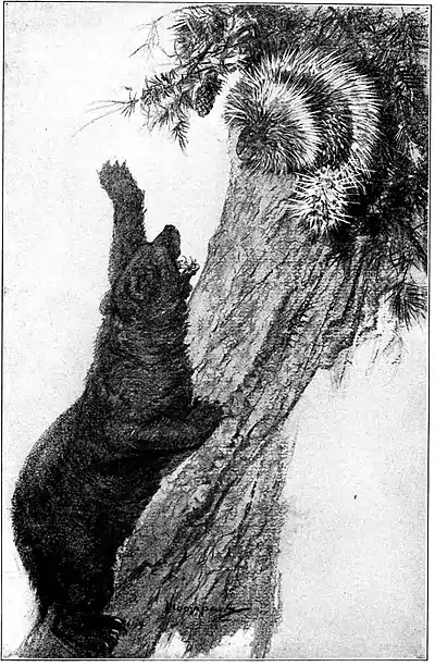 Wildfol00scov pg008.jpg