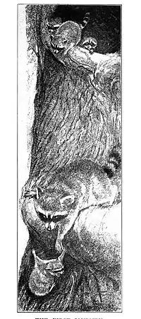 Wildfol00scov pg021.jpg