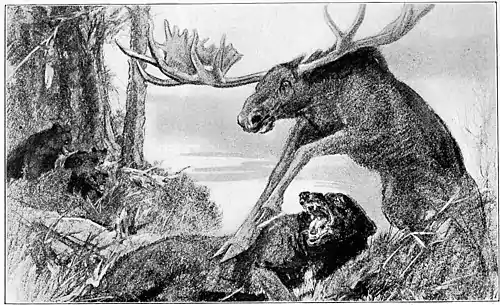 Wildfol00scov pg063.jpg