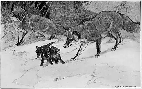 Wildfol00scov pg181.jpg