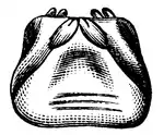 Wood 1865 Myriapoda of North America 23.png