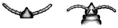 Wood 1865 Myriapoda of North America 58-59.png