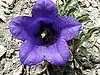 Campanula alpestris 002.jpg