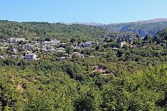 Μοnodendri