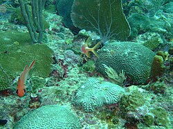 A closer view confirms clumps of healthy hard coral living on the old dead coral substrate.