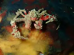 Hotlips spider crab
