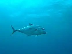 The diver was performing his mandatory decompression stops at 6 m off the Grantley Adams Airport when this metre-long African Pompano casually swam by.