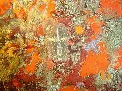 Carpet flatworm