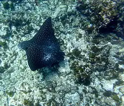 Cobblers Reef Eagle Rays are spectacular. Although truly wild like the Reef, they appear tame and friendly.