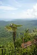 View from the top of El Yunque, including an endemic palm tree.