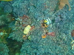 Crowned nudibranch