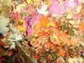 Cup corals
