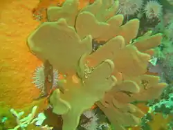 Fan sponge
