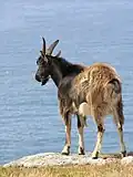 One of the around 25 feral goats which live on Lundy: goats have been on the island since at least the 18th century.