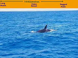 James was fishing outside the Fathom when he spotted a Killer Whale. The south east coast of Barbados is in the background.