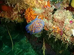 Gas flame nudibranch