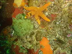 Green Moon sponge