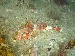 Cape gurnard