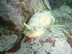 Helmet shell