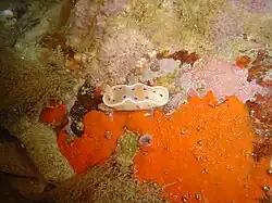 Inkspot nudibranch