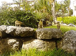 Green monkeys eating prickly pears at the Crane Resort overlooking Cobblers Reef.