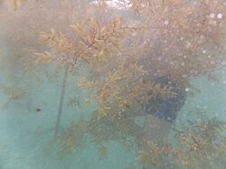 Measuring depth of weed in rough conditions and poor visibility using a 1-m scale and two metre diver.