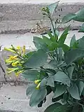 Tree Tobacco (Tabac HaSiakh)