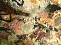 Nudibranch Glossodoris cinta