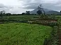Paddy field