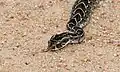 Puff adder (Bitis arietans)