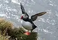 A puffin on Lundy: puffins are most commonly seen during the nesting season of April—July