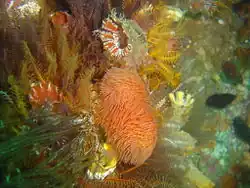 Red fanworm