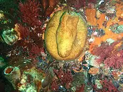 Red bait pod