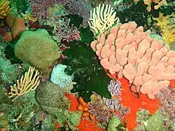 Reef assemblage