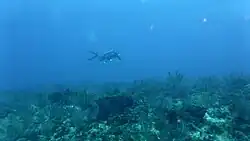 Roy Padmore fishing on the Fathom in 20 m of visibility off Ocean City, St Philip in January 2017.
