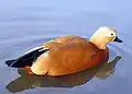 Ruddy shelduck
