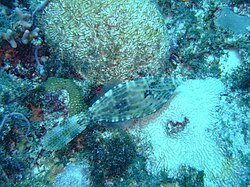 Scrawled File Fish named for the delicate blue tracery seem as friendly as other varieties.