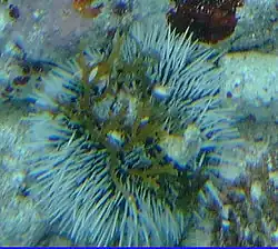 Sea Eggs usually inhabit rocky ground inside the Inner Reef.