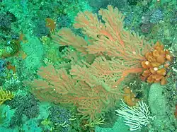 Sea fan
