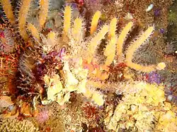 Sea fans