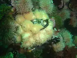 Soft corals