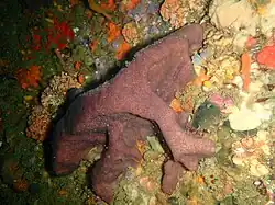 Brown sponge