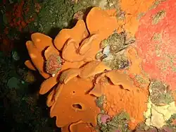 Orange fan sponge