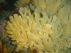 Turreted sponge