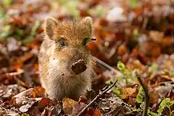 A baby wild boar in a pile of autumn leaves