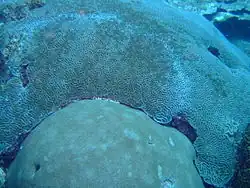 Two large corals competing for space on the Fathom.