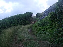 Black Bellied Sheep often roam freely here.