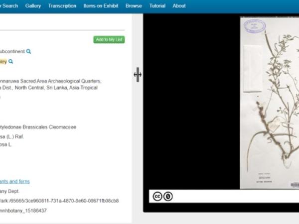 Screenshot of the metadata (left) for a botanical specimen (right). The metadata shows Suzanne Ripley as the Collector.  