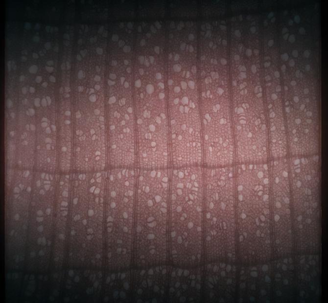 Photomicrograph of wood specimen, circa 1890s