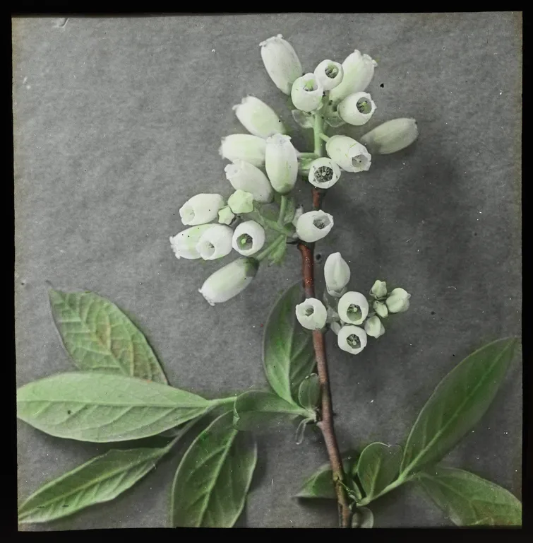 Native Plants. High B. [Bush] Blueberry (flowers)